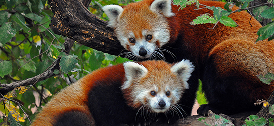 two red pandas in a tree at the Oklahoma City Zoo