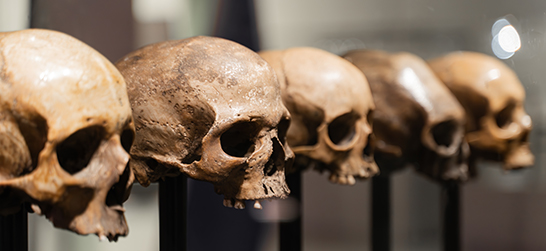 an exhibit of skulls in a museum